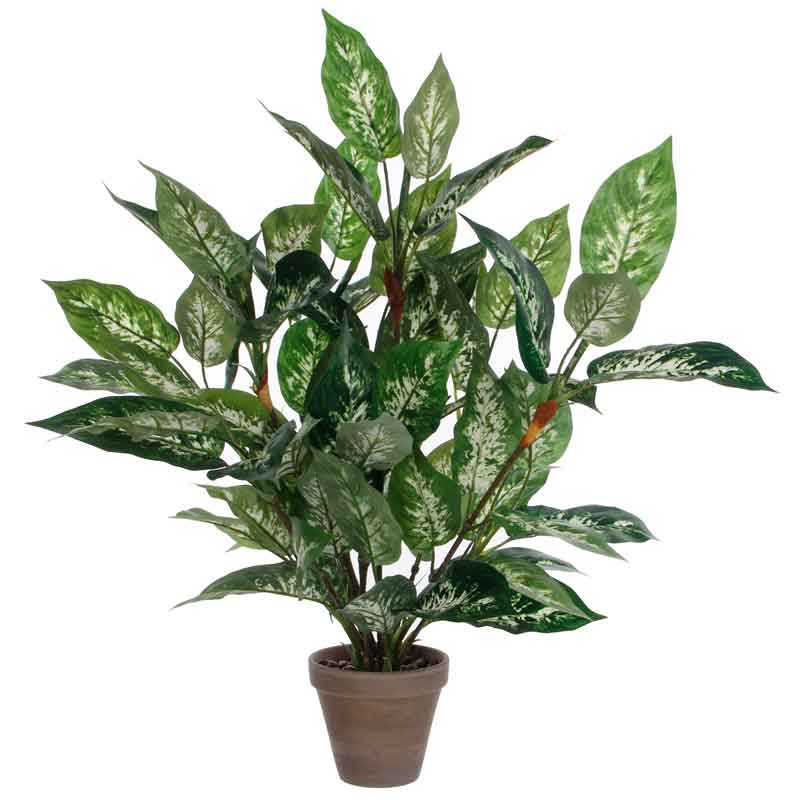 Dieffenbachia, Mica