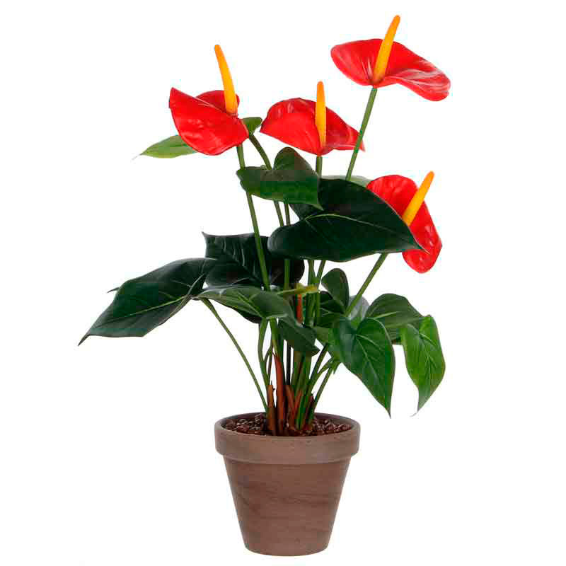 Anthurium, Mica