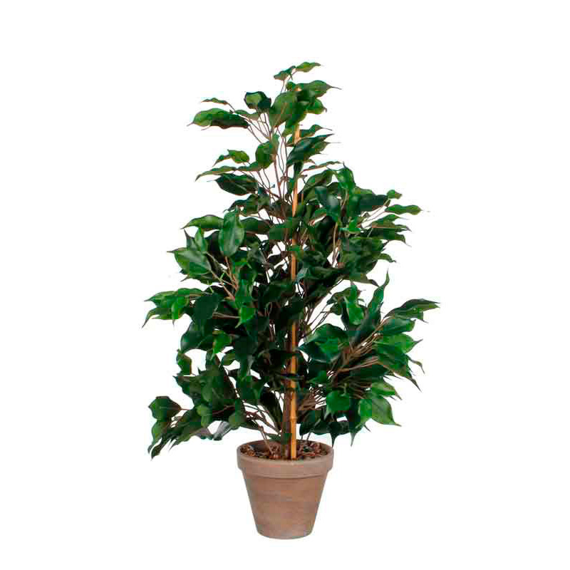 Ficus Exotica 65cm, Mica