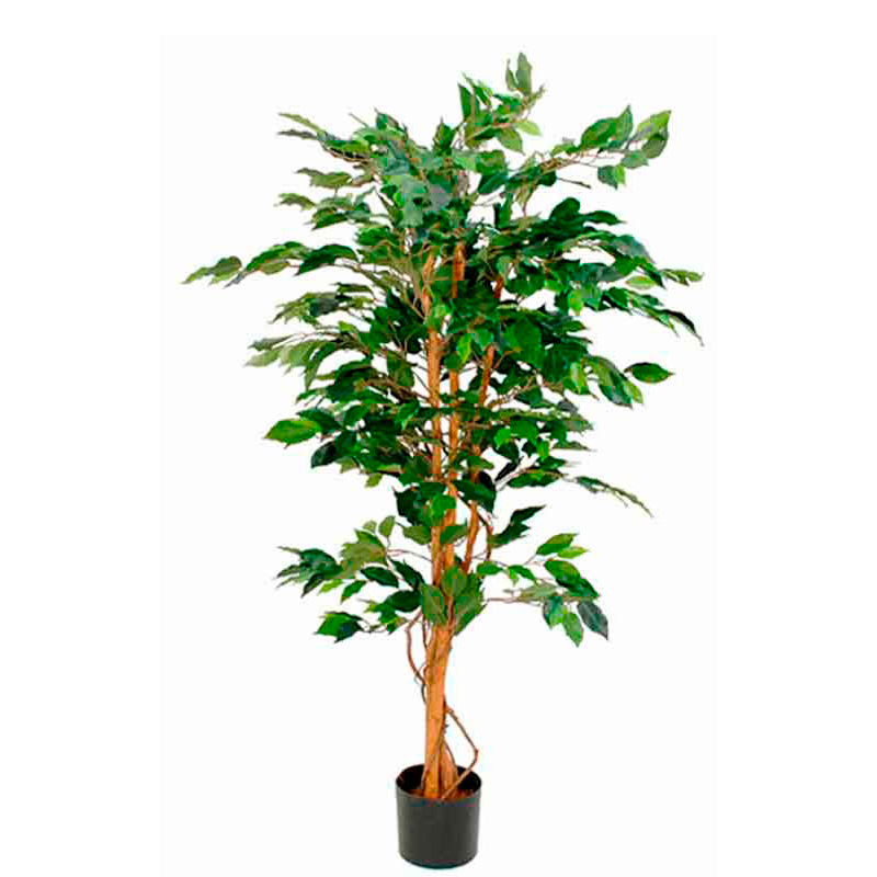 Ficus Benjamina 150cm excl. sierpot, Mica