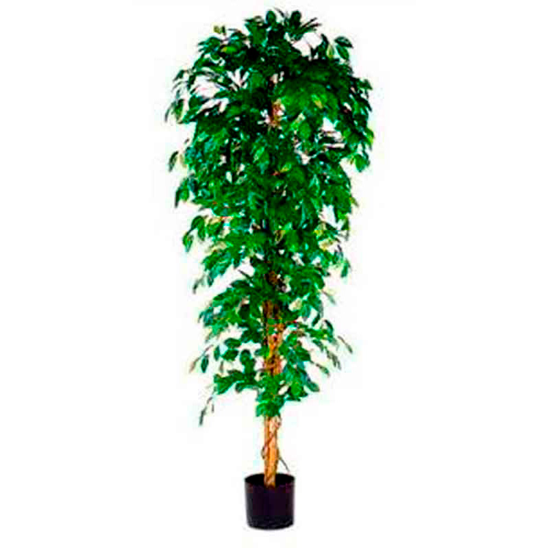 Ficus Benjamina 210cm excl. sierpot, Mica