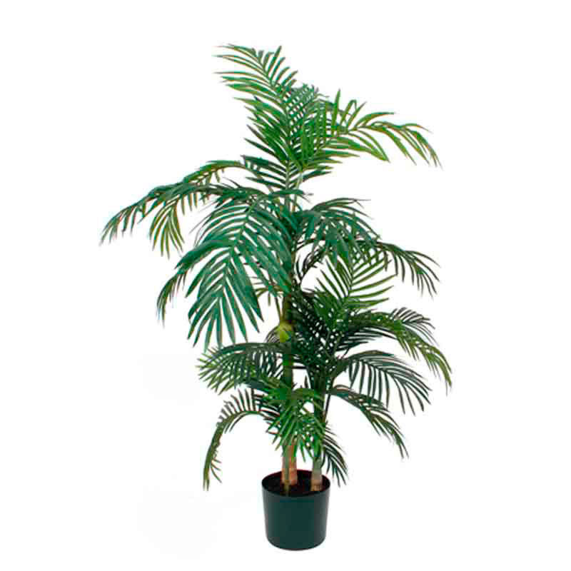 Palm Areca Golden Cane 150 cm