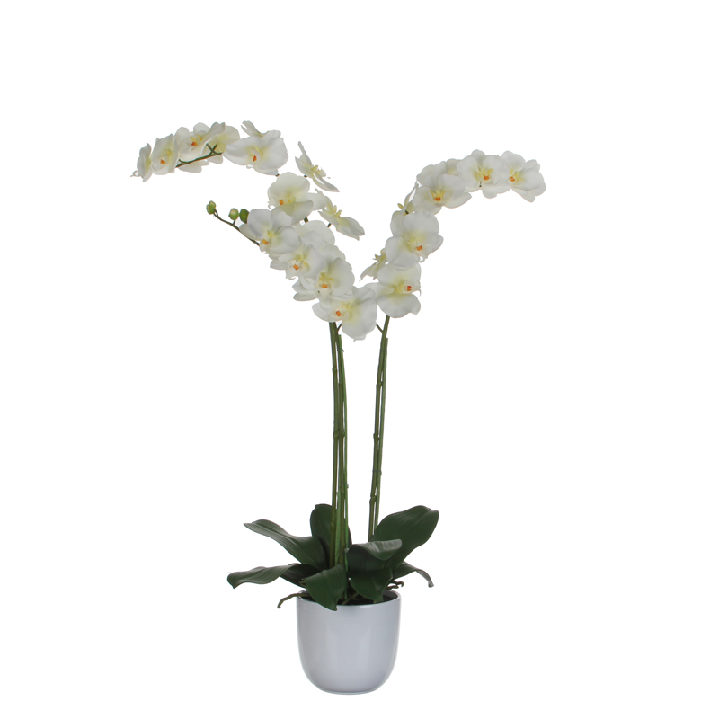 Phalaenopsis orchidee 100cm, Mica