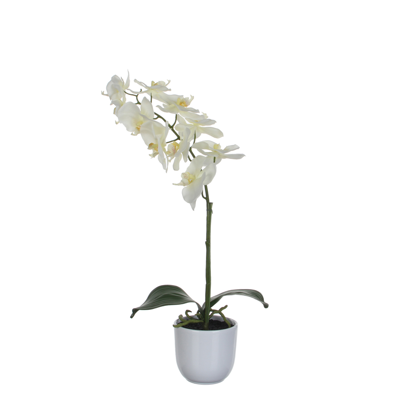 Phalaenopsis orchidee 60cm, Mica