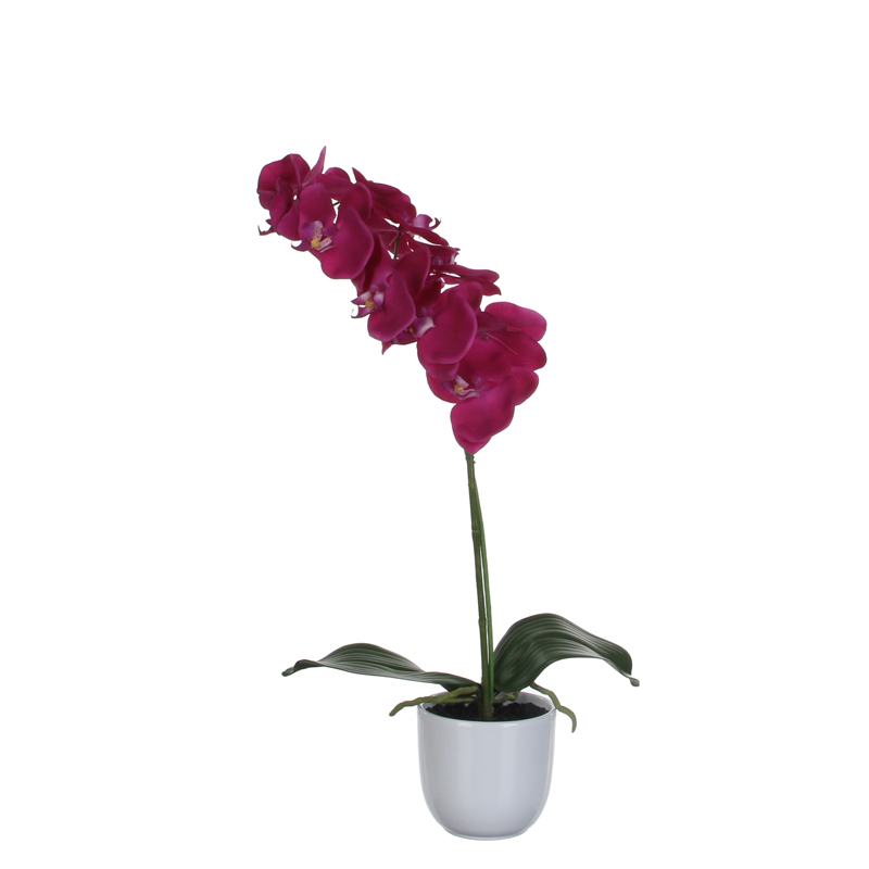 Phalaenopsis orchidee 60cm, Mica